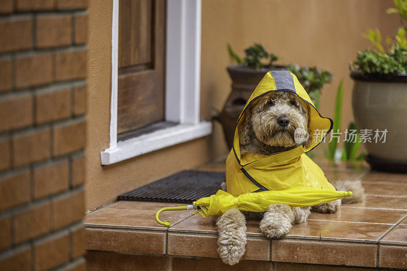 雨天金毛犬散步