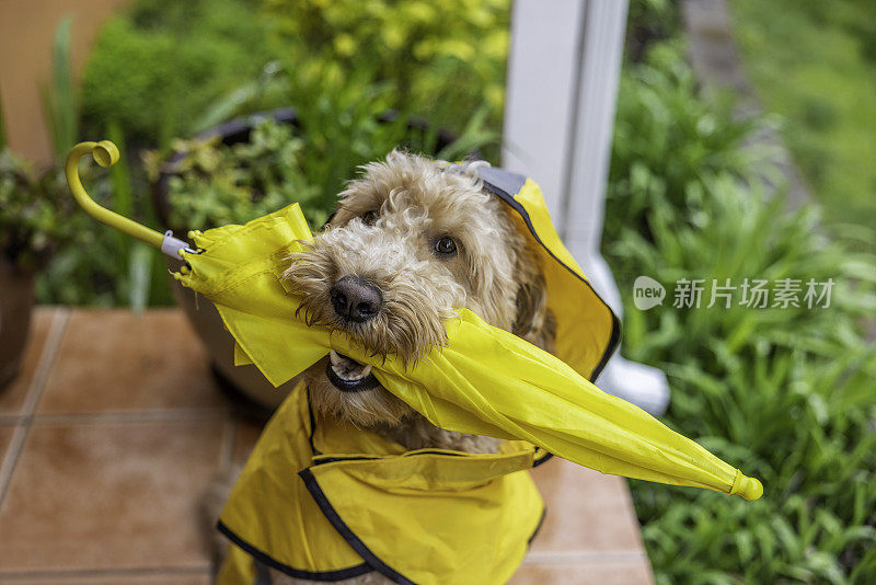 雨天金毛犬散步