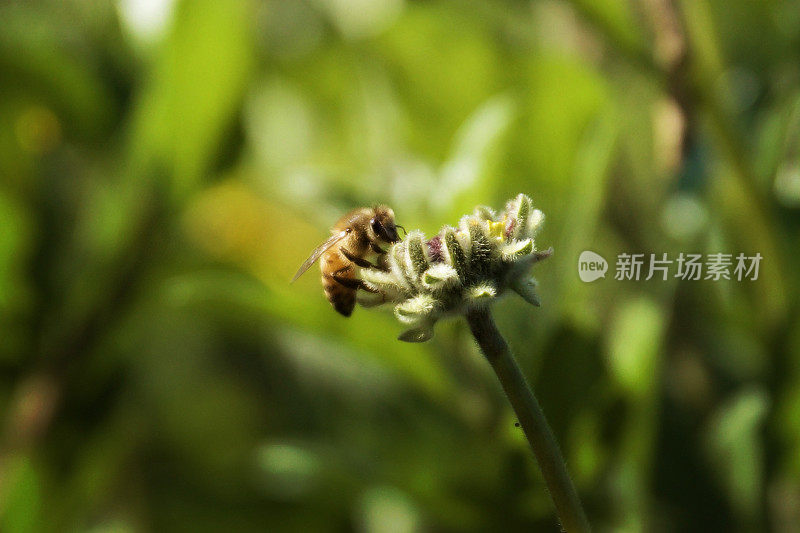 蜜蜂采集花粉