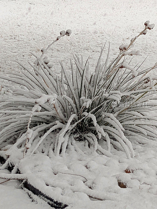 在犹他州洛克维尔格拉夫顿路的岩石花园中覆盖着雪的丝兰植物