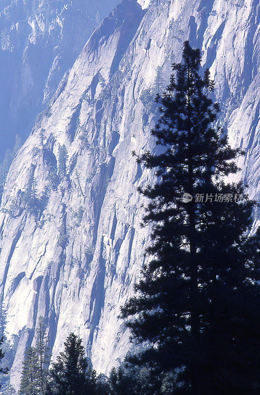 约塞米蒂山谷花岗岩悬崖下的松树剪影