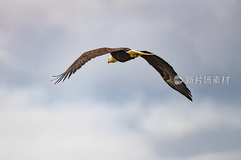 在美国西部蒙大拿州鸟巢附近飞行的秃鹰。