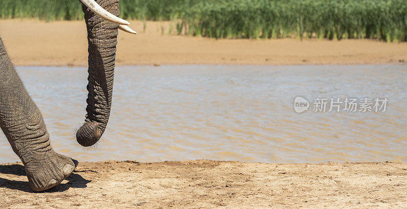 大象独自走在非洲丛林的河边