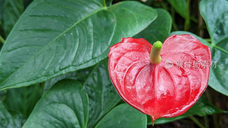 红色花烛属植物