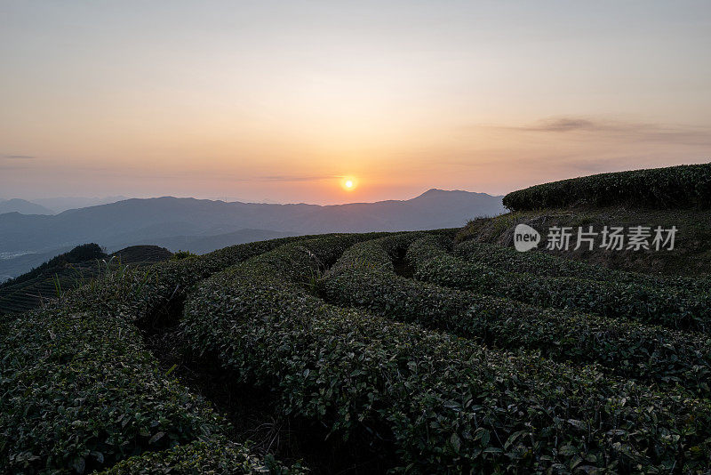 夕阳下的茶园