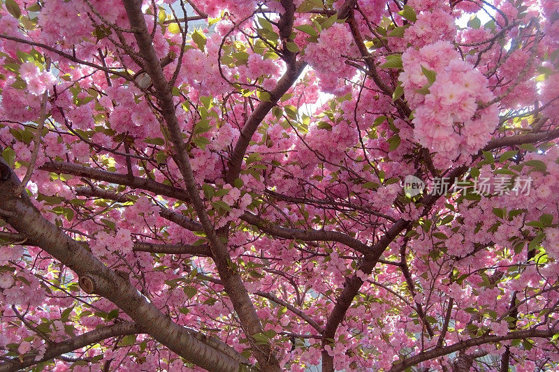 春天花见樱花树下樱花观赏樱樱樱山