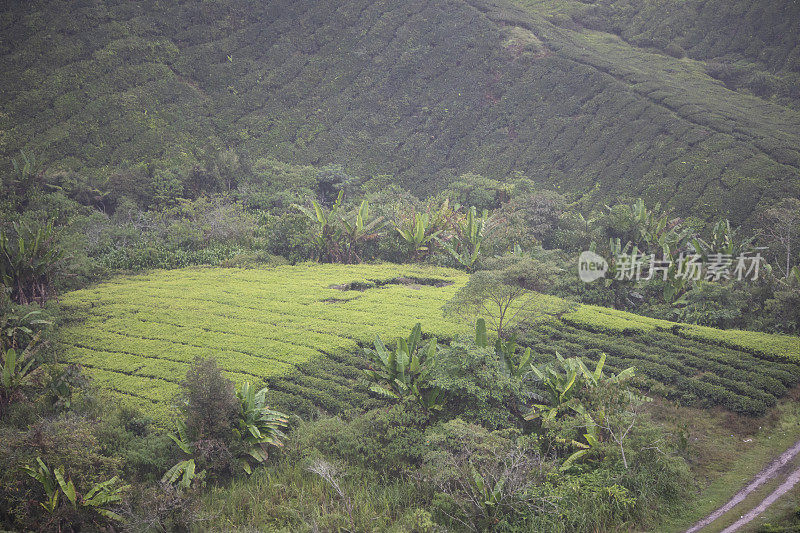 马来西亚金马伦高地的茶园