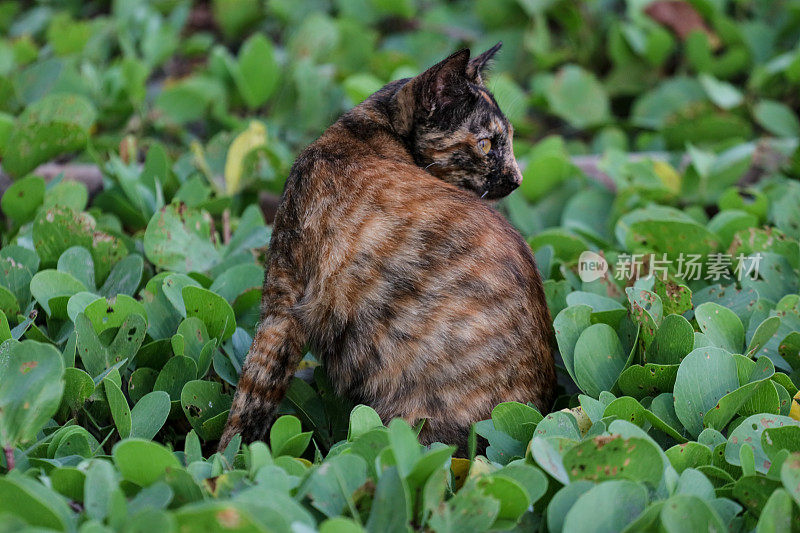 猫在亚齐海滩玩耍