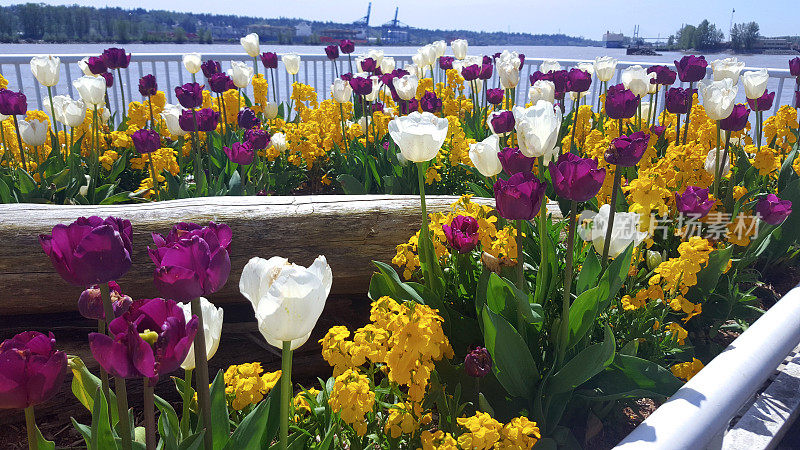 迷人的春天郁金香花园在新威斯敏斯特弗雷泽河滨水区