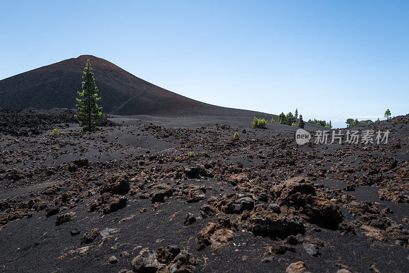 加那利群岛泰德火山景观中的松树恢复力