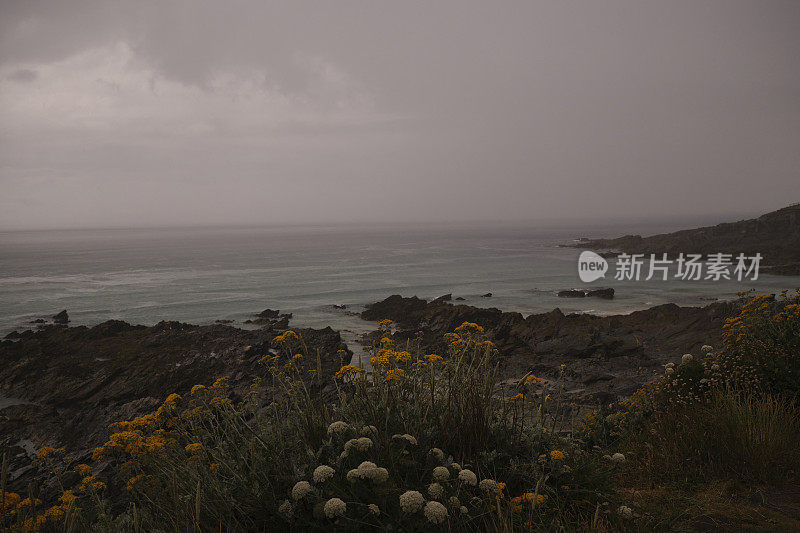 六月的一个雨天，在康沃尔纽基的小菲斯特尔海滩上，潮湿的野花和草地上的美景。