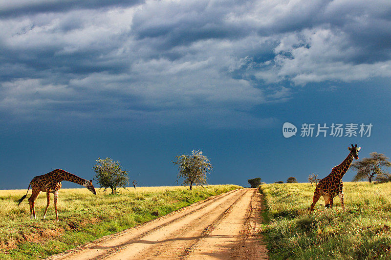 在坦桑尼亚的塞伦盖蒂国家公园，一对长颈鹿在金色的暮色中，在大雨云的背景下穿越热带草原