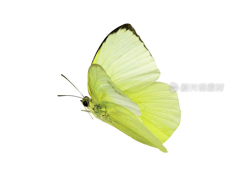 一个美丽的黄色蝴蝶飞行孤立的透明背景与剪辑路径，单一美丽的剪辑路径和alpha通道。用于图形或广告设计。