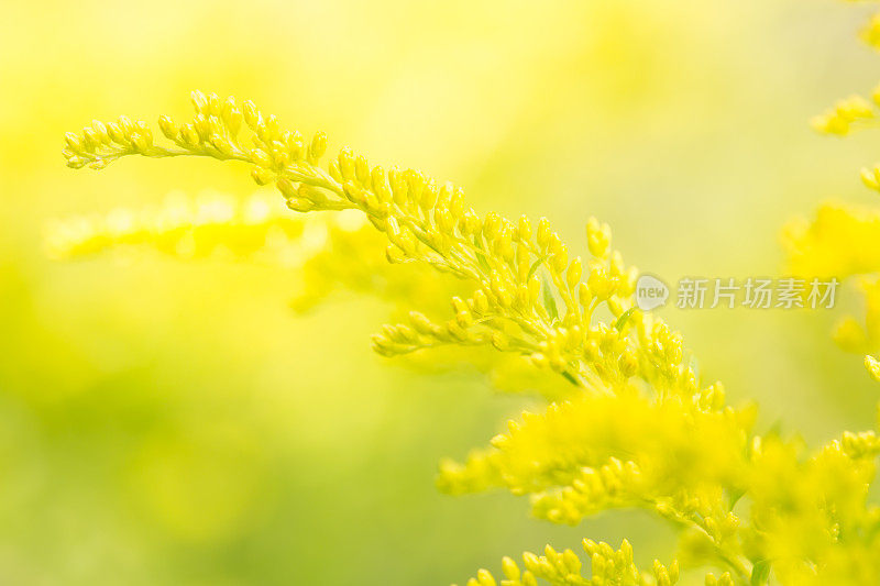 黄花属植物