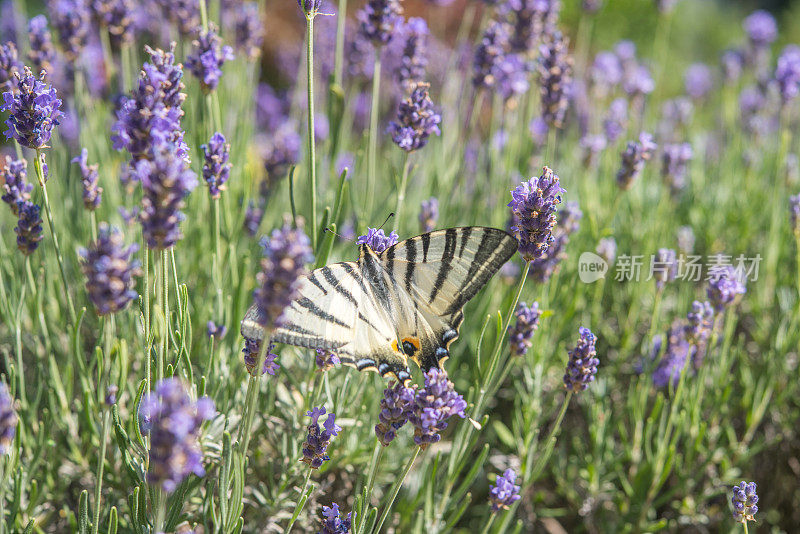 美丽的稀有燕尾蝴蝶在吃薰衣草