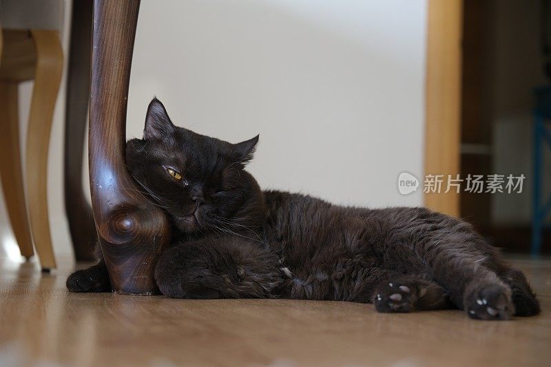 黑色的英国短毛猫睡在桌子下面