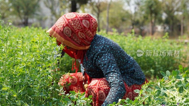 农妇在田间劳作，盛开着紫花苜蓿、紫花苜蓿或紫花苜蓿的蓝色花朵，明亮的白天乡村风景