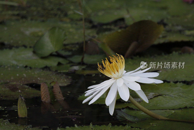 睡莲池