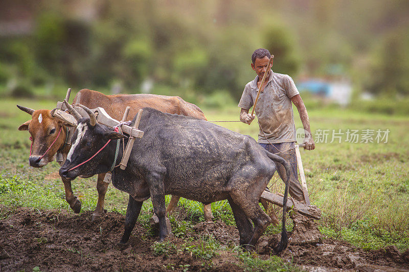 印度农民在耕地