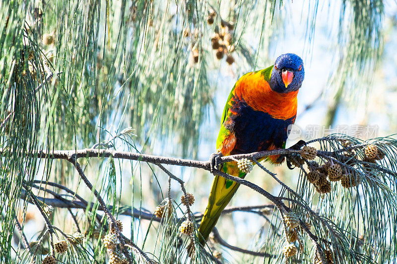 树上的澳大利亚彩虹鹦鹉