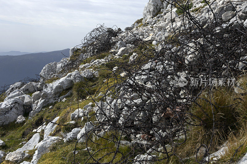 克伦山上第一次世界大战遗留下来的倒刺铁丝网
