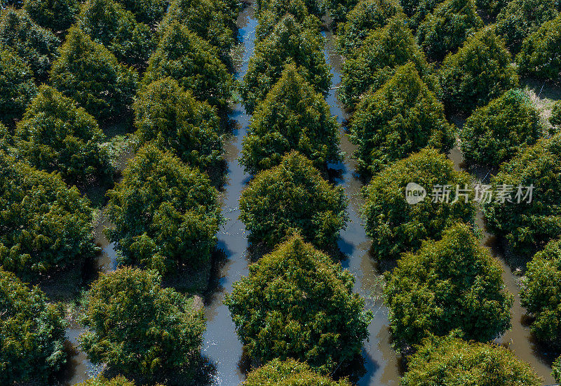 航拍的榴莲花园，大约5年的榴莲树花园，后江省，湄公河三角洲。