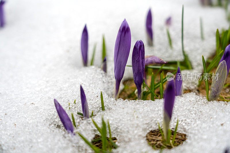 紫色的藏红花从雪中长出来