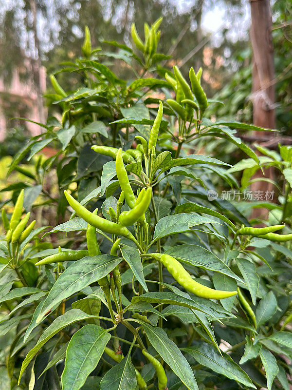 绿色辣椒在辣椒植物上生长的特写图像，花园分配地块与由模压土壤形成的凸起蔬菜床，重点放在前景