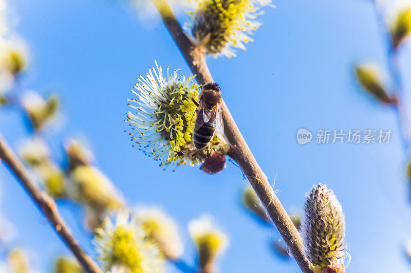 蜜蜂从柳树上收集花粉。没有蓬松盛开的小花絮冬青柳树在早春前的叶子。