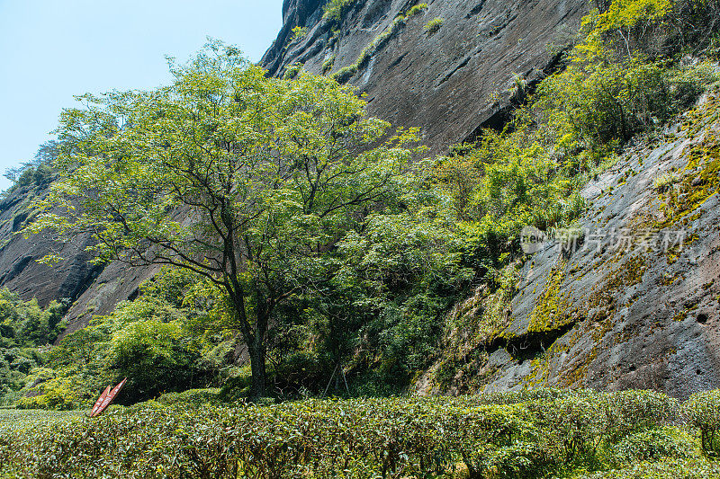 福建南平武夷山大红袍茶园