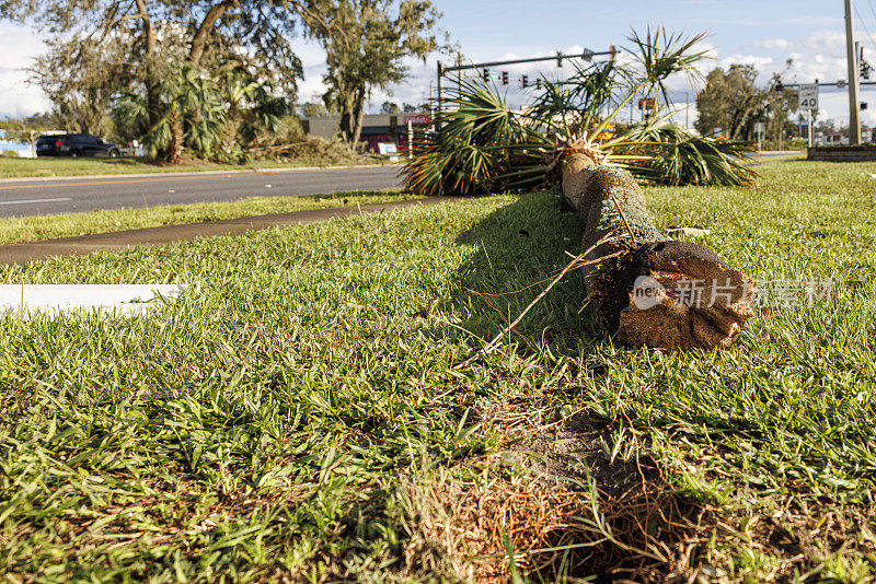 小社区路边被连根拔起的棕榈树倒下了。北佛罗里达佩里市遭受飓风袭击。前景现场有洞。