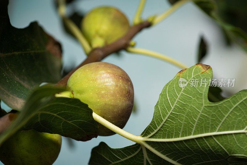 树上成熟的无花果