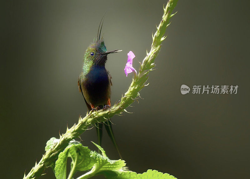 栖息在一种花枝上的铁丝冠刺尾蜂鸟