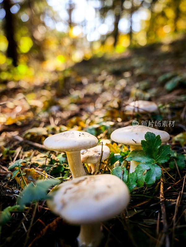 一些蘑菇生长在意大利中部的山毛榉森林里，山毛榉森林被涂上了秋天的颜色