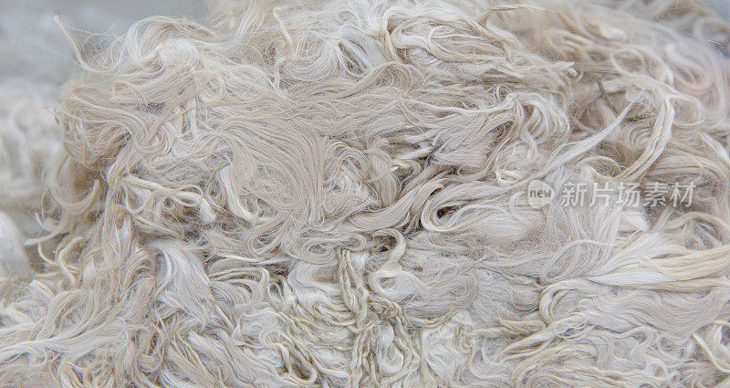 自然卷曲羊毛质地，华卡亚羊驼羊毛