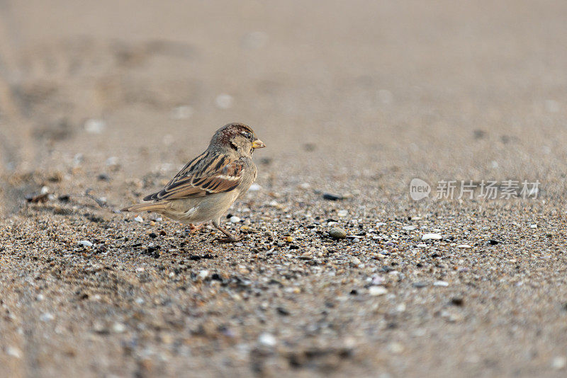 一只西班牙麻雀正在吃沙子。