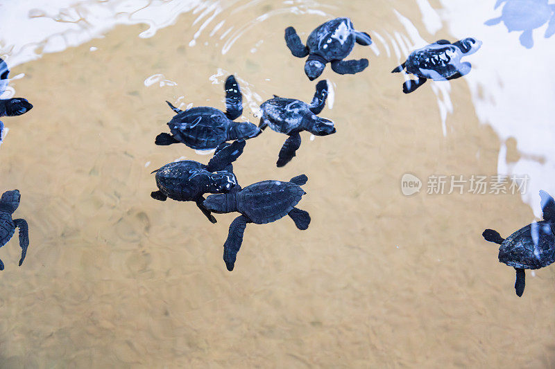 小海龟在清澈的浅水中游泳。