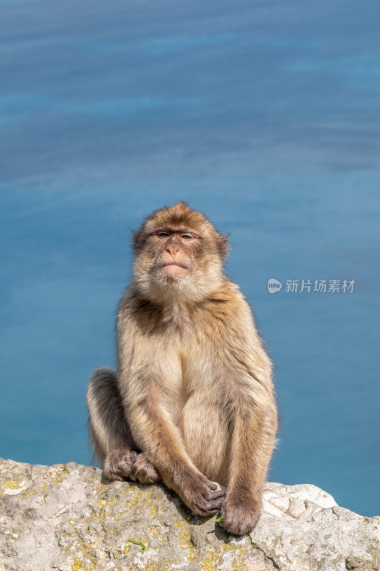 巴巴里猕猴坐在直布罗陀岩石上，背景是海景