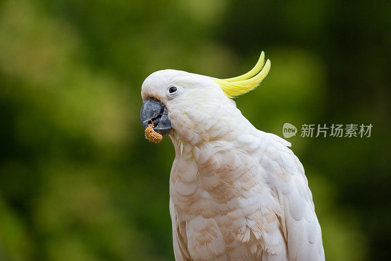 澳大利亚硫冠凤头鹦鹉在绿色森林背景下吃小米种子