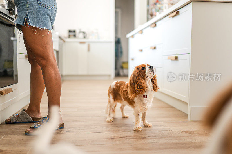 骑士查尔斯国王猎犬在厨房等着她的主人做饭