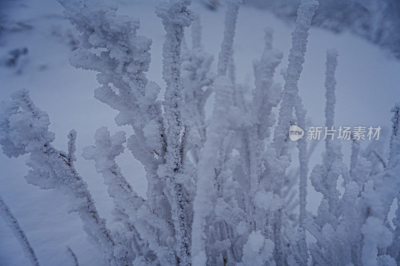 树枝上的雪(硬霜)