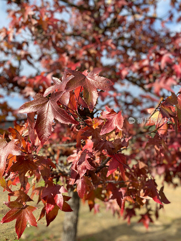 红枫秋叶——大自然的美