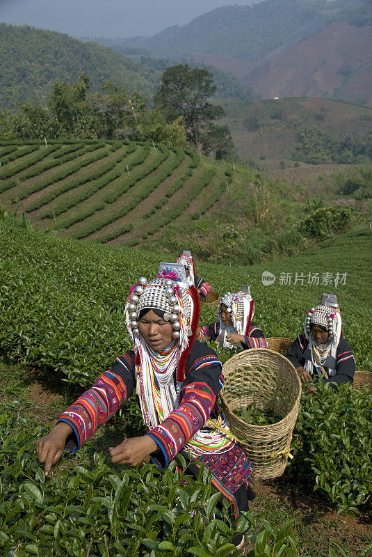 阿卡茶器