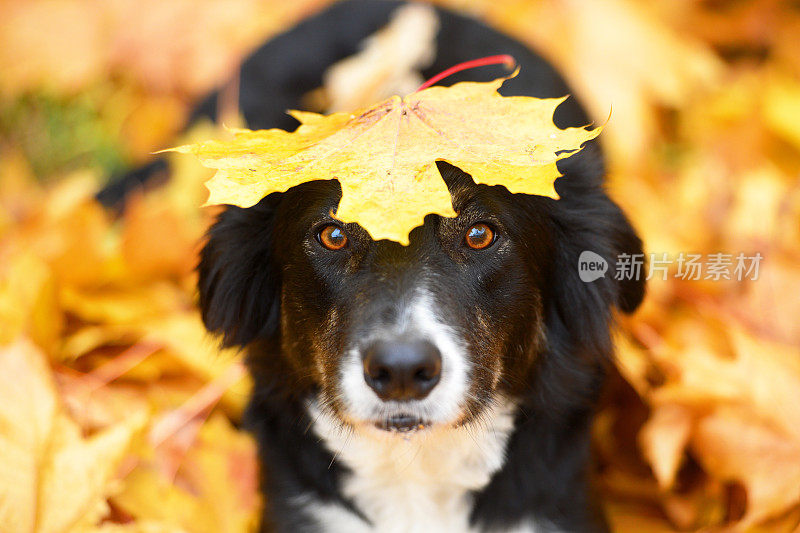 黑狗和枫叶，秋天