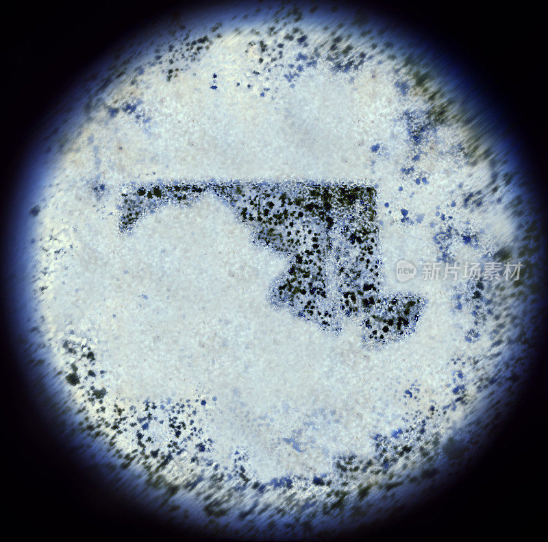 通过显微镜观察马里兰形的细菌。(系列)