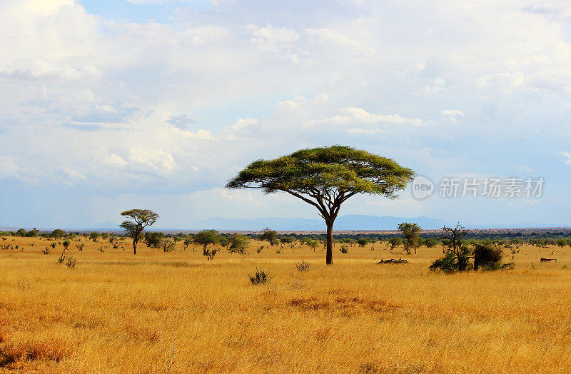 肯尼亚的非洲大草原