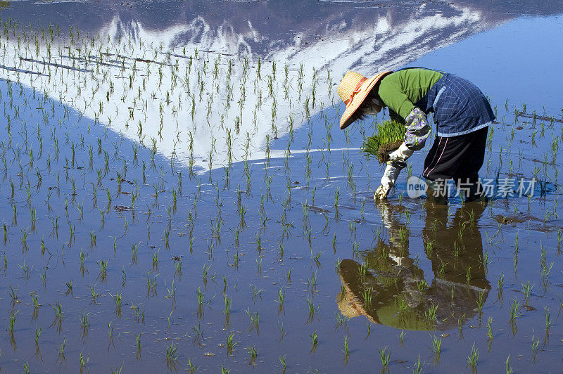 女人种植水稻