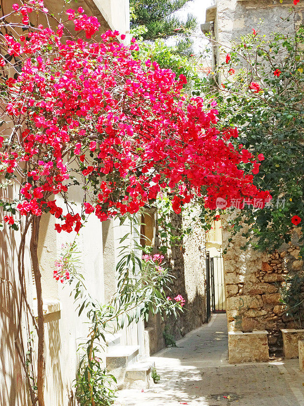 希腊rethymno市九重葛中的传统街道