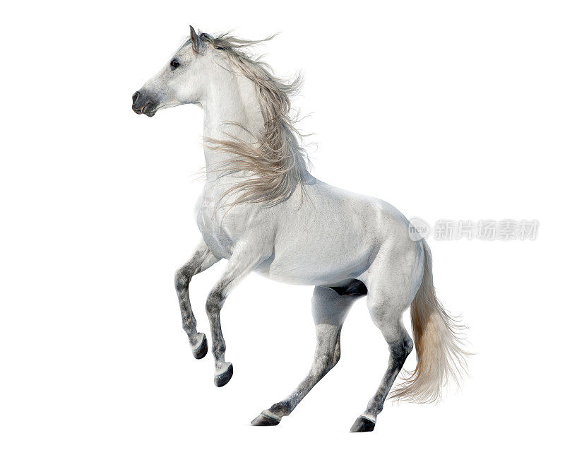 自由的马孤立在白色背景上