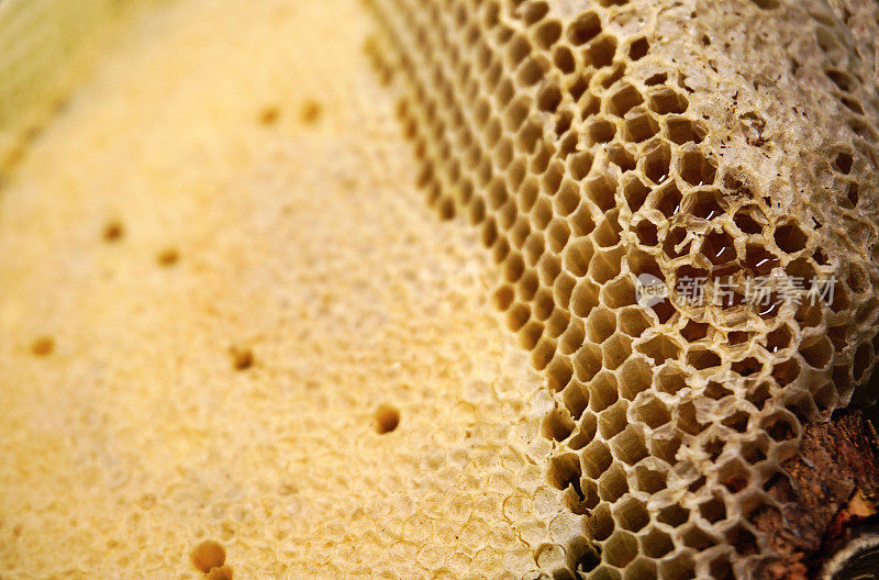 蜂巢的碎片，有完整的细胞。蜜蜂蜂房蜂蜡